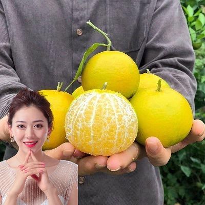 【限时特价】贡柑皇帝柑新鲜包邮批发广西橘子孕妇水果当季桔子