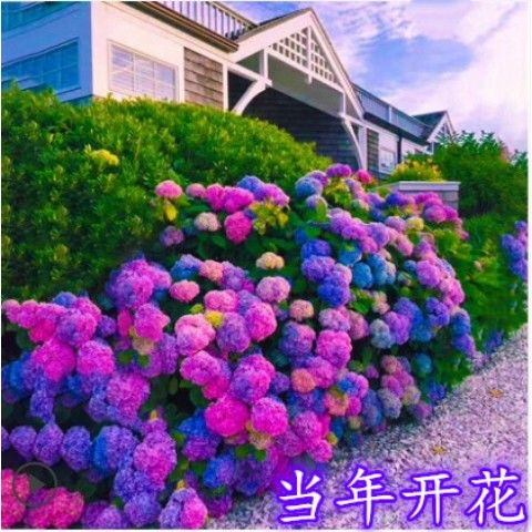 绣球花苗老桩无尽夏八仙花紫阳花卉盆栽地栽绿植室外耐寒阳台庭院