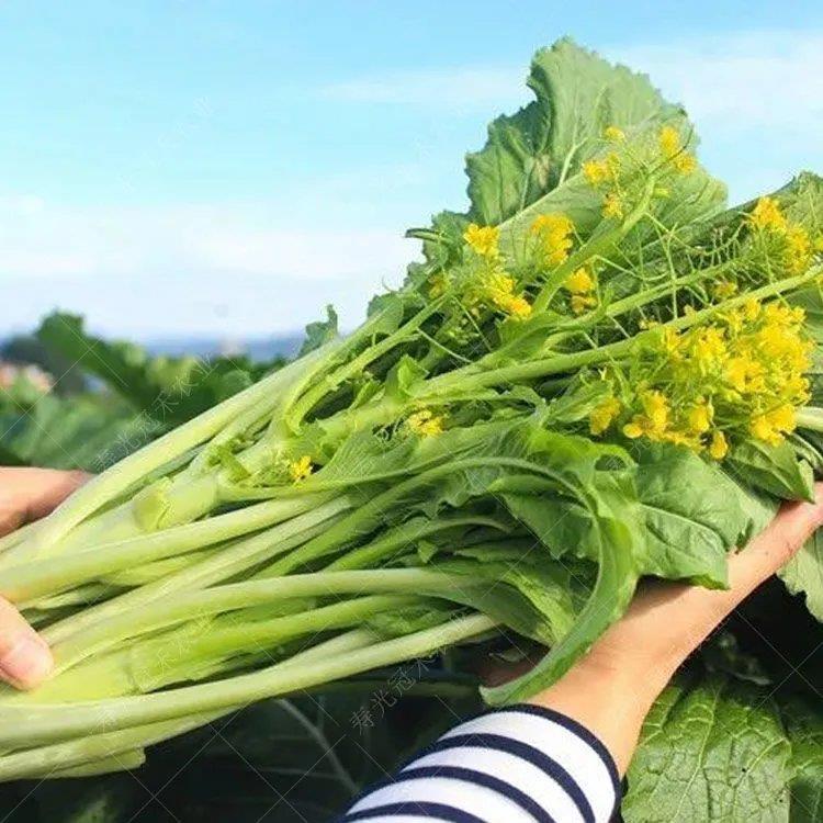 广东增城迟菜心种籽高脚甜菜苔高产青菜冬季阳台四季盆栽蔬菜种子