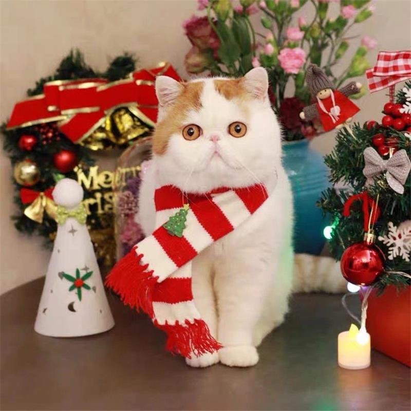 纯种纯白加菲猫异瞳加菲矮脚加菲网红加菲猫长毛短毛加菲可爱