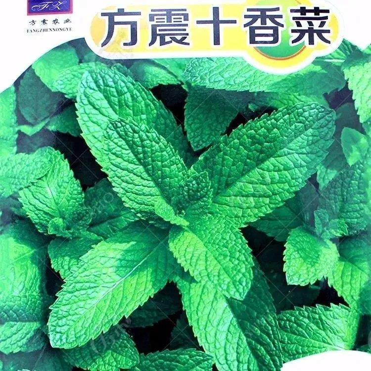 十香菜种籽种子河南石香菜薄荷食用鱼香草四季鱼香菜盆栽孑蔬菜苗