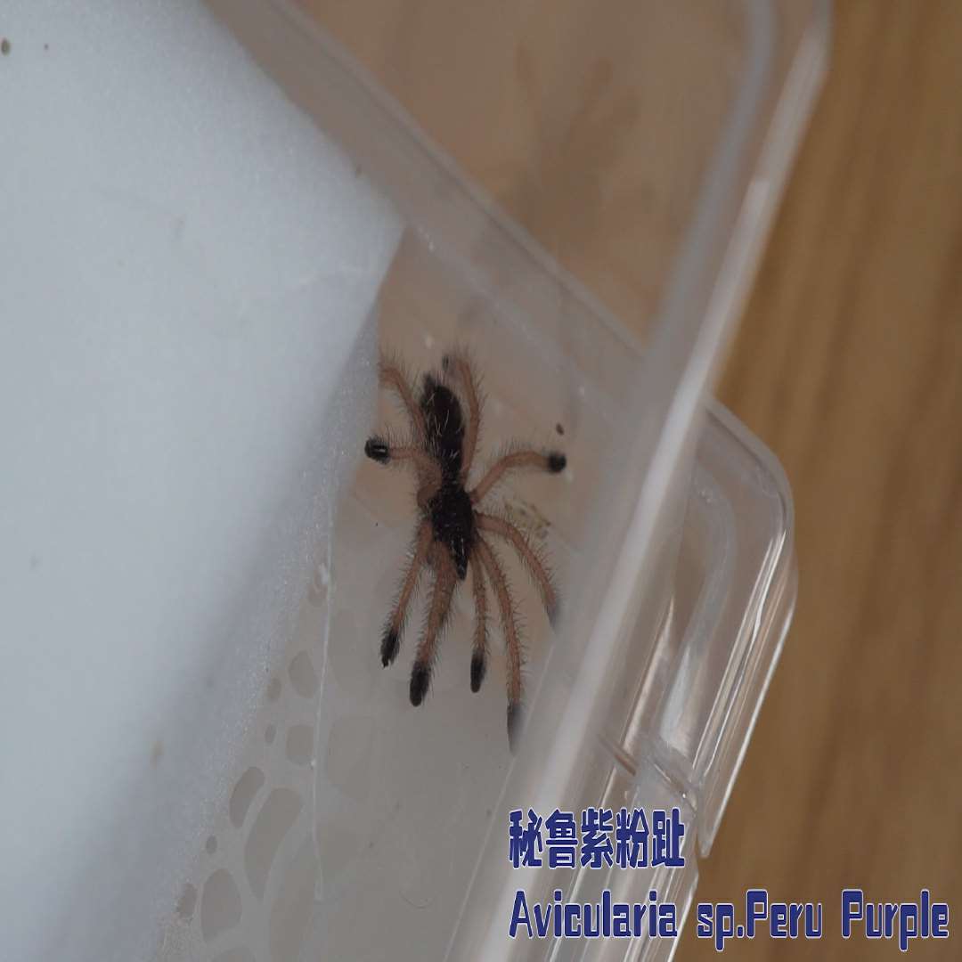 秘鲁紫粉趾蜘蛛紫色avicularia sp.peru purple