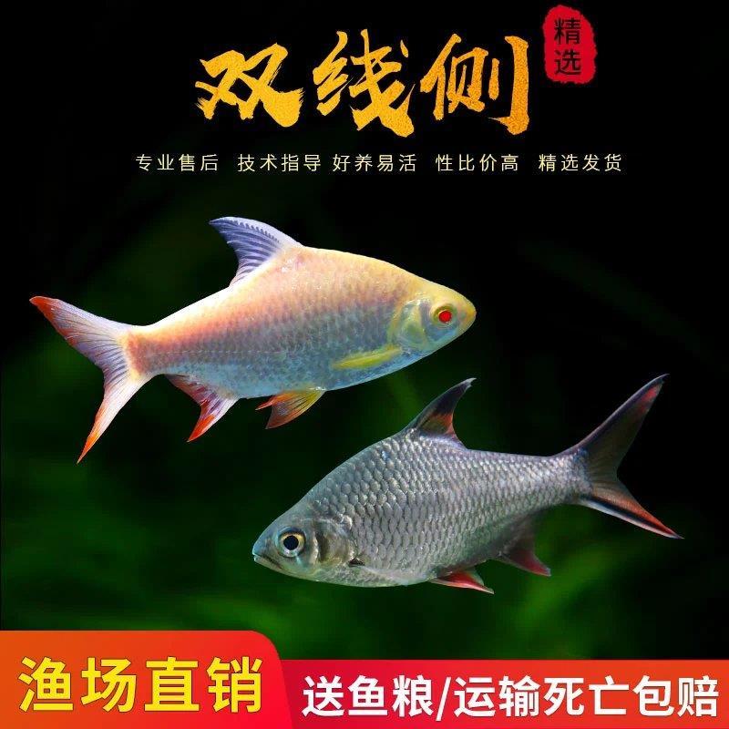 观赏鱼泰国鲫双线侧鱼淡水活体鱼金凤鱼银凤鱼飞凤鱼金线银线鱼