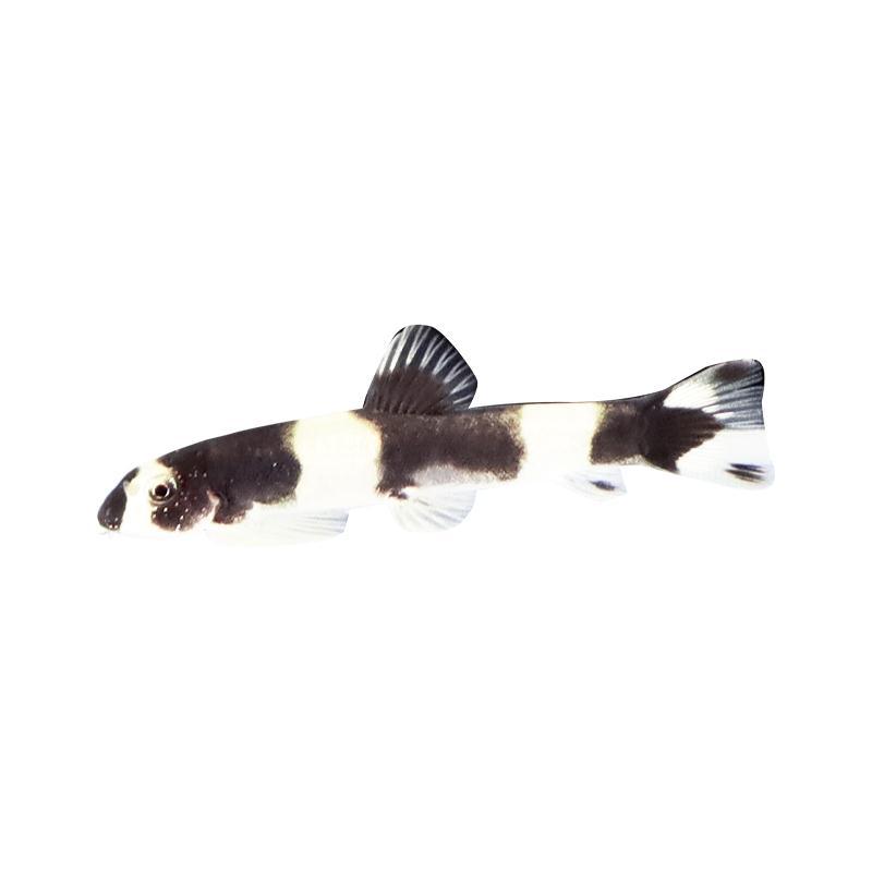 黑白熊猫鳅 原生冷水鱼小型观赏鱼淡水鱼吸鳅草缸除涡虫 黑白鳅
