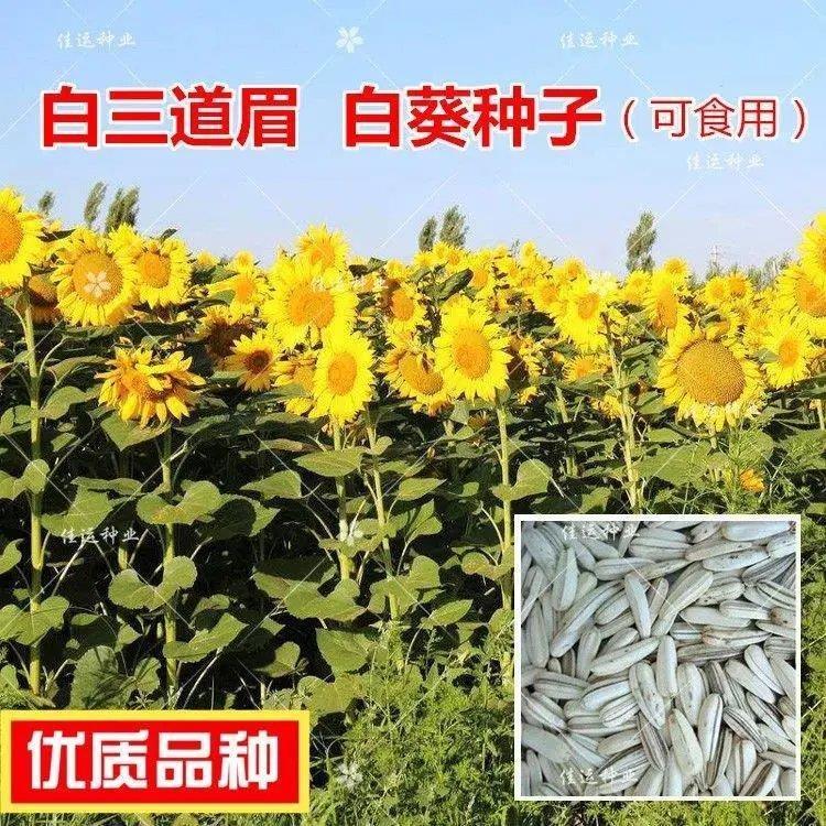 白三道眉白葵花种子 白向日葵种子产量高 食用大瓜子盘大粒长高杆