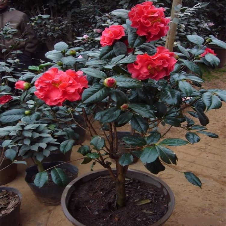 顺丰帕克斯先生 大苹果茶花盆栽巨型大花牡丹大红云茶