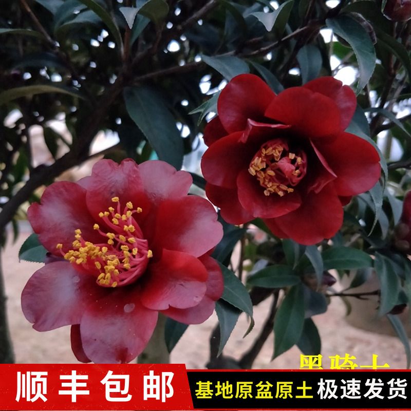 黑骑士茶花树苗花色紫黑红丝绸质感袖珍带花苞名贵品种卉盆栽包邮