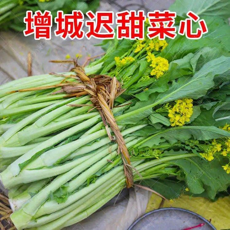 广东增城迟菜心种籽高脚甜菜苔高产青菜冬季阳台四季盆栽蔬菜种子