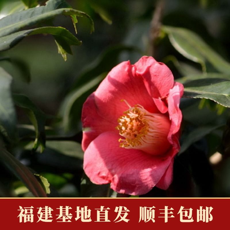 顺丰稀有名贵日本鱼尾椿山茶花盆栽四季室内花卉植物带花苞茶花苗