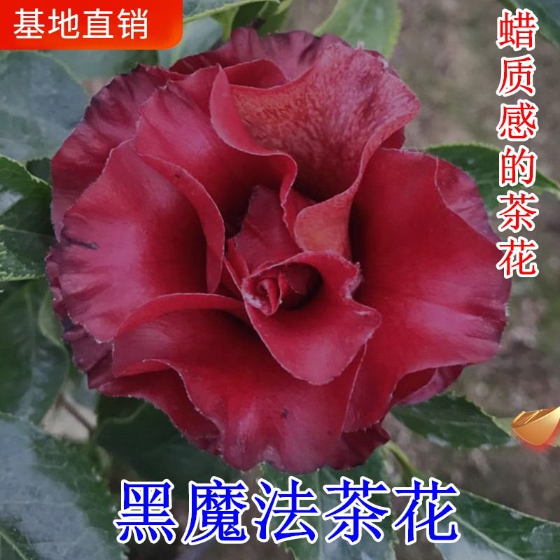 顺丰福建龙岩黑魔法茶花盆栽红到发黑带蜡质感阳台庭院花卉绿植花