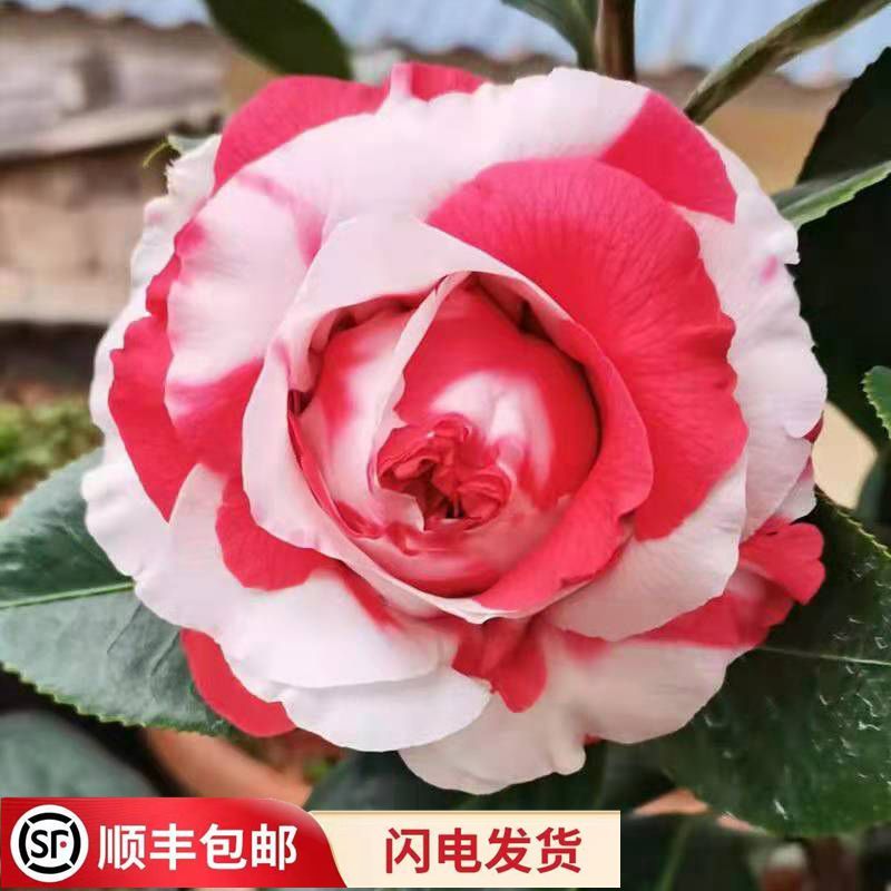 顺丰吉普赛女郎 稀有名贵品种茶花盆栽复色花玫瑰花型室内外绿植