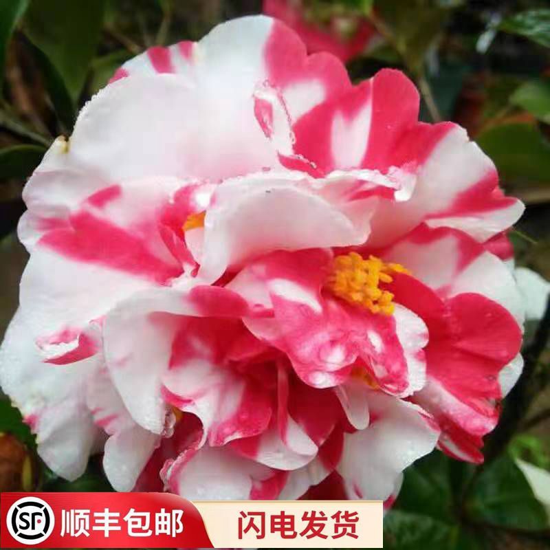 花露珍 花蝴蝶茶花苗经典华东茶花四季常青植物阳台庭院花卉绿植