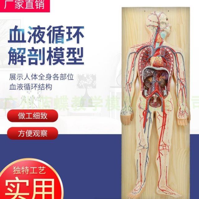 人体血液循环系统模型心血管介入心脏解剖 心脑血管 动脉静脉模型