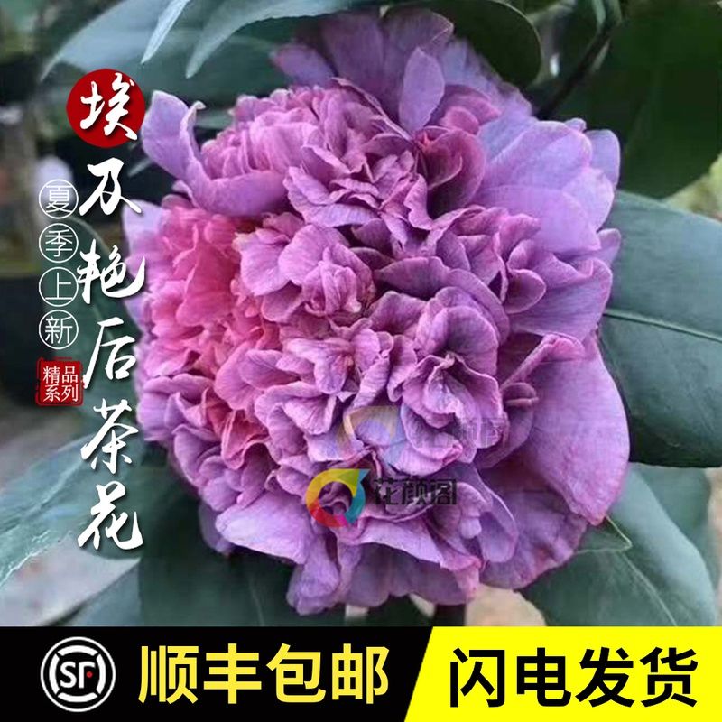 龙岩深紫色埃及艳后茶花树苗盆栽带花苞阳台客厅庭院室内绿植花卉