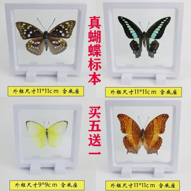 蝴蝶标本昆虫柑橘凤蝶青凤蝶