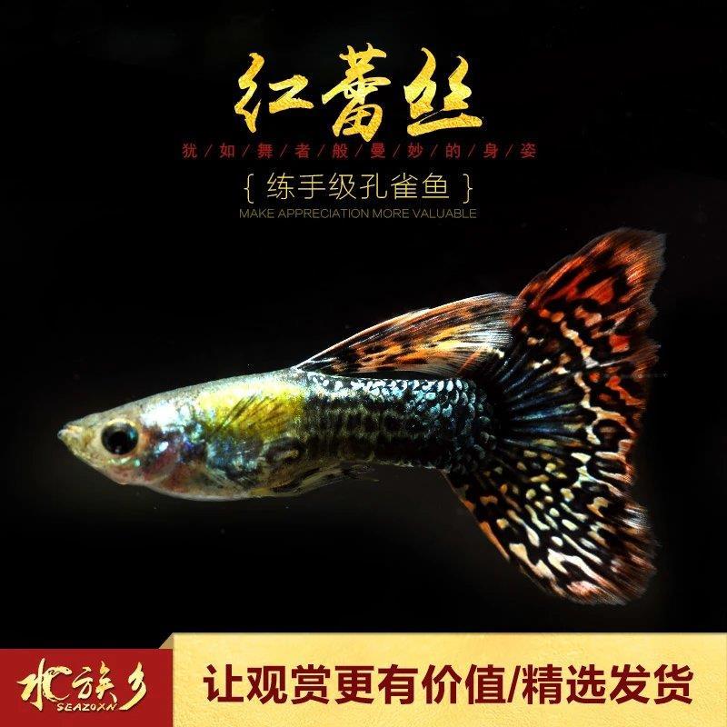水族乡红蕾丝孔雀鱼 淡水热带观赏鱼缸箱宠物小型凤尾胎生活体