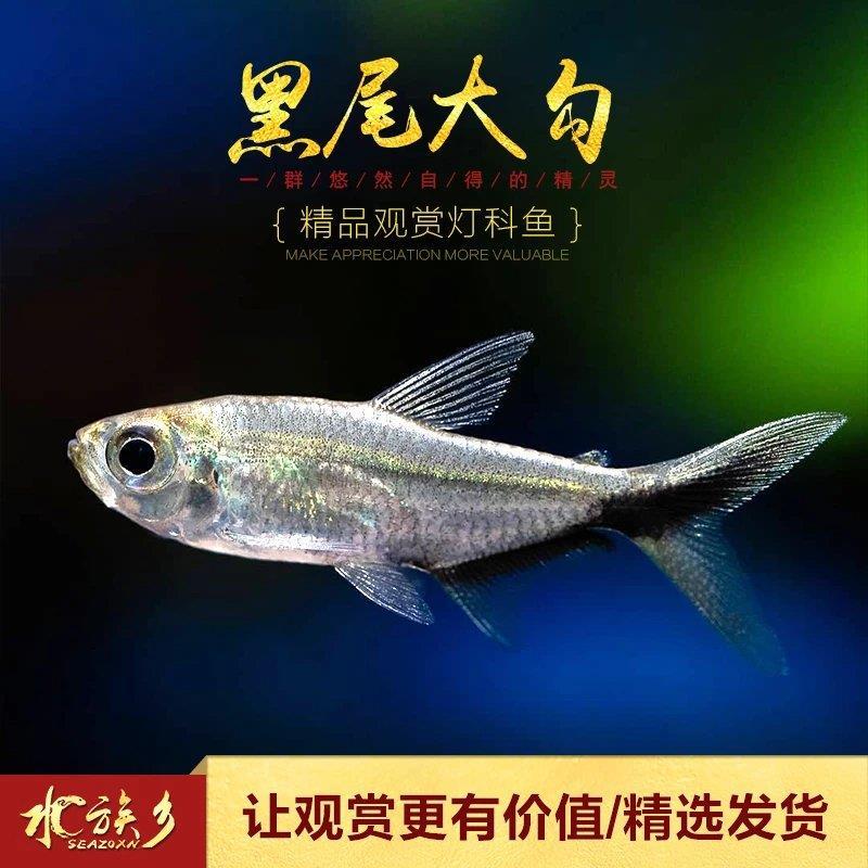 水族乡南美黑尾大勾鱼幽灵灯鱼热带幻影灯鱼黑灯鱼活体幻黑旗鱼