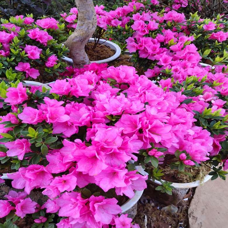 hay腊皮春鹃盆栽 粉红色腊皮杜鹃盆景   四季常绿植物 杜鹃 花卉