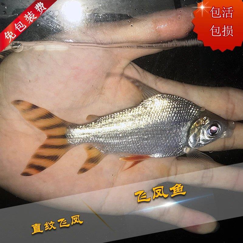 直纹飞凤鱼淡水吃垃圾鱼工具大型热带鱼活体鱼宠物观赏鱼鱼苗包邮