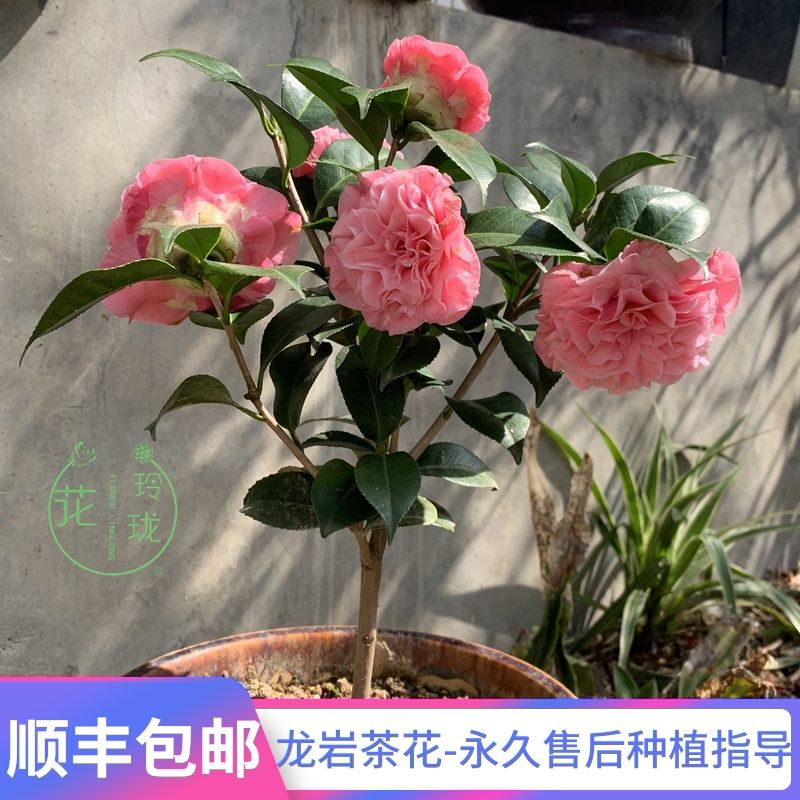 顺丰名贵茶花品种粉霞晚花期3-5月份开花大型粉色茶花带花苞花卉