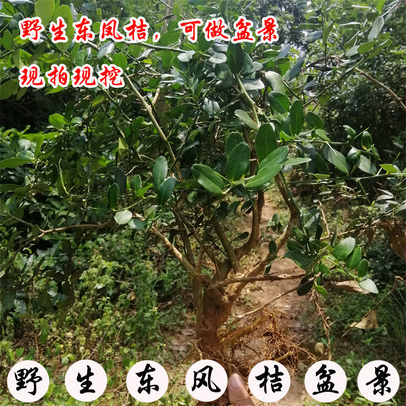 广西野生新鲜酒饼簕 东风桔中草药材 东风橘 狗骨簕 山桔簕 包邮