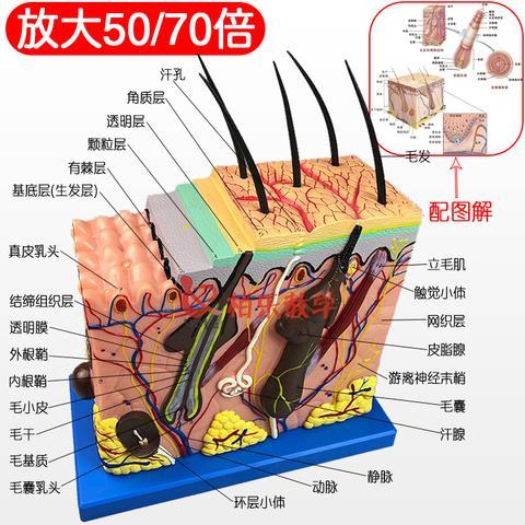 立体皮肤组织结构放大模型层次人体构造分层解剖模具美容整形毛发