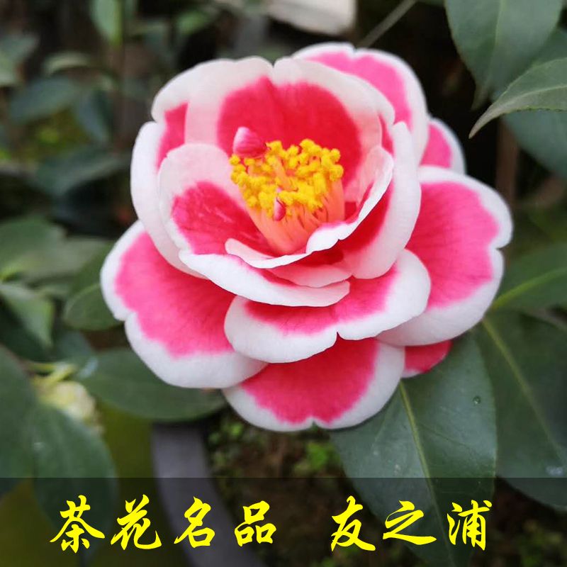 名贵龙岩名贵进口玉友之浦太阳花茶花盆栽树苗带花苞庭院客厅阳台