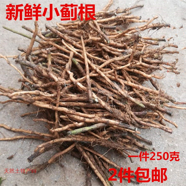 新鲜小蓟根 刺角芽根 刺儿菜根 250克