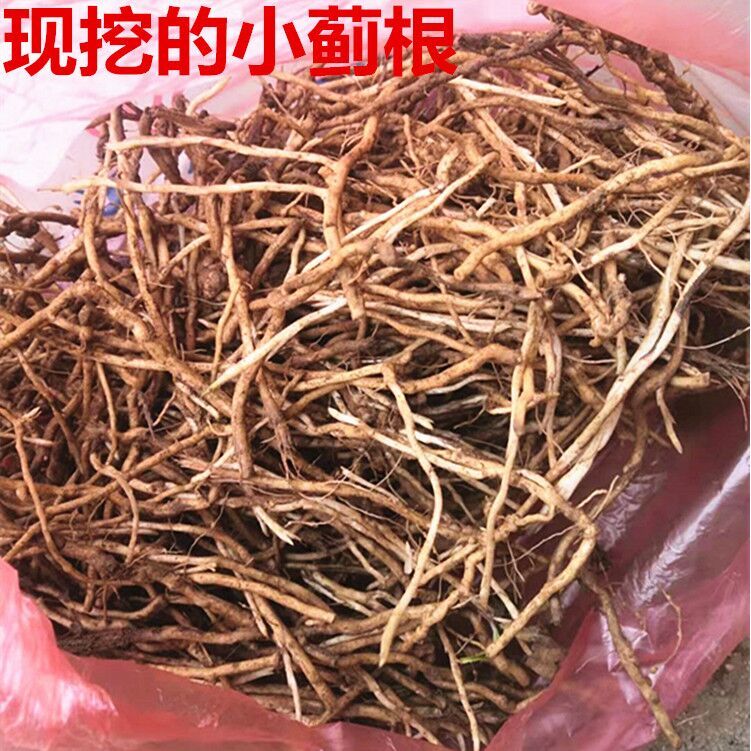 新鲜小蓟根 刺角芽根 刺儿菜根 250克