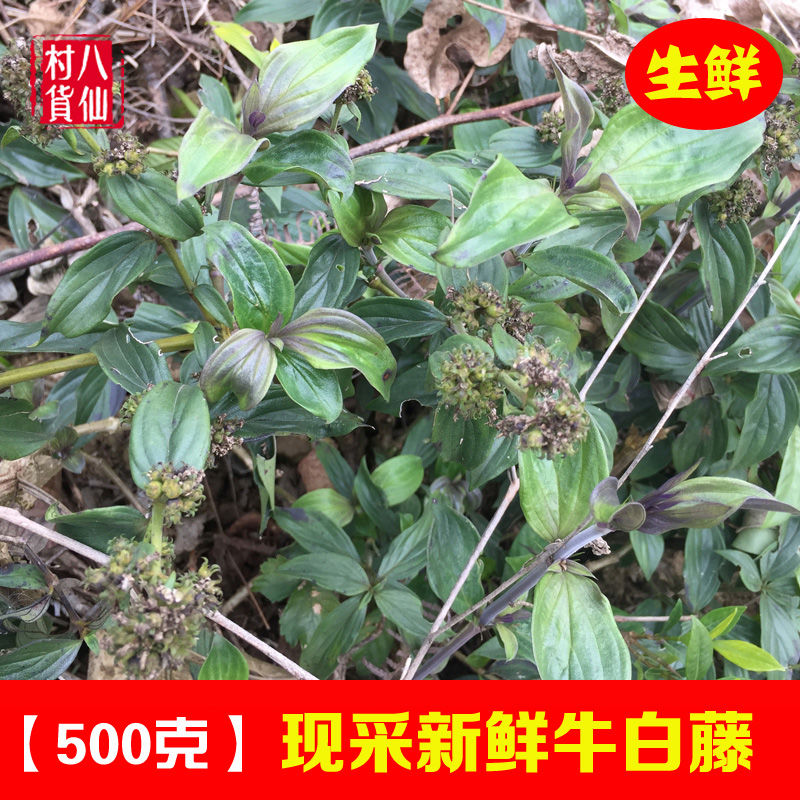 新鲜牛白藤 现采有毛鸡屎藤 中草药脓见消接骨丹土加藤 500克包邮