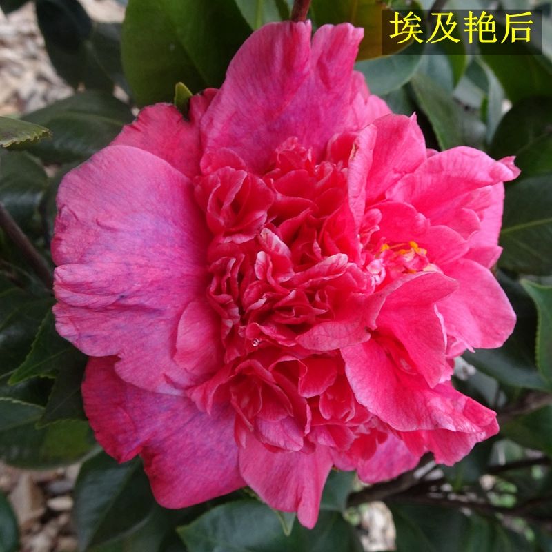 名贵埃及艳后茶花福建名贵品种紫红色大型花牡丹型室内花卉四季绿