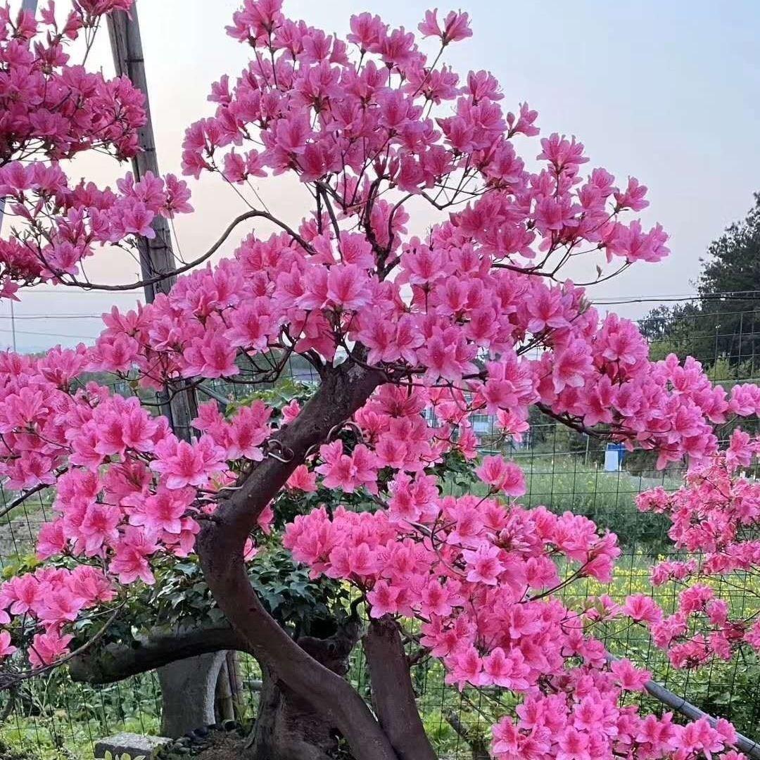 映山红树苗大别山映山红杜鹃花老桩子提根盆景阳台紫花鸡血红旗红