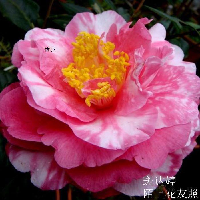 顺丰达婷 玛丽布丁 龙岩茶花苗大到巨型进口名贵品种常绿花卉绿植