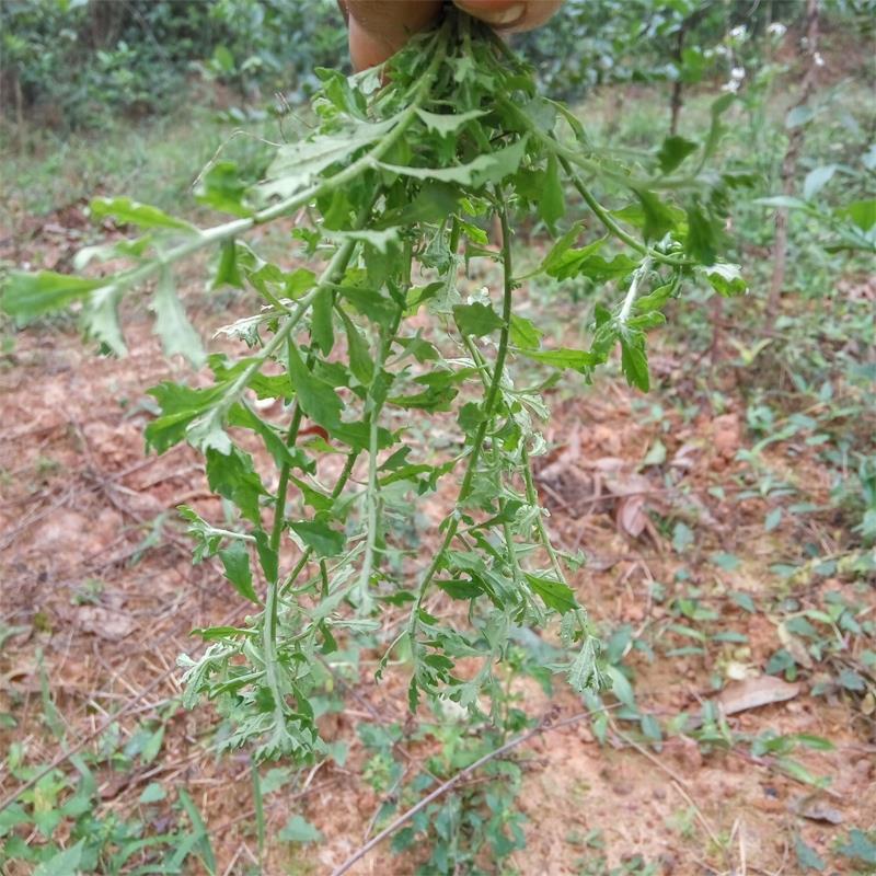 现采鹅不食草 新鲜鹅不食 饿不吃草 中草药猪屎草食胡荽 包邮