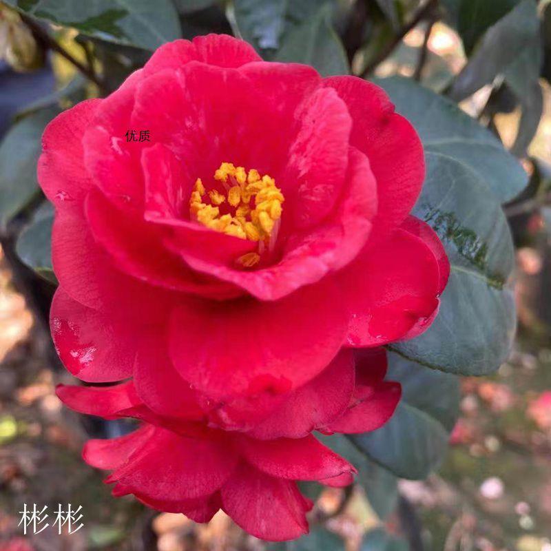 小松子 福建龙岩品种茶花苗叶片四季常绿阳台窗台庭院绿植花