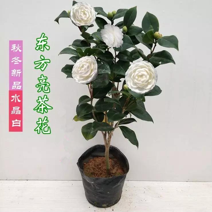 东方亮茶花苗纯白水晶白绿植花卉盆栽 阳台庭院客厅室内室外 包邮