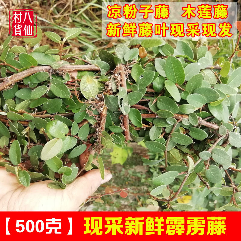 新鲜薜荔藤 野生凉粉藤白凉粉果藤中草药木莲藤 广王不留行 包邮
