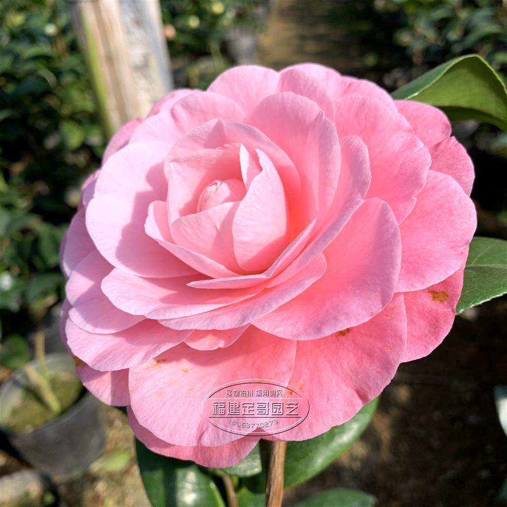 牛西奥雕石美人艳茶花盆栽绿植室内花卉四季常青庭院客厅盆景包邮