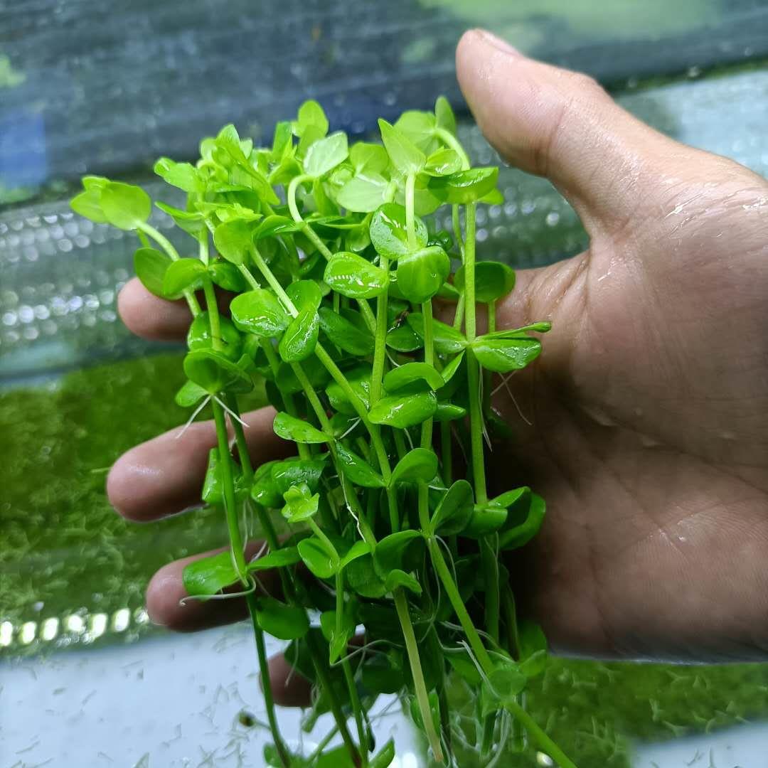 西瓜对叶水草造景水草南美鱼缸中后景圆叶小圆叶紫红圆叶西瓜对叶 虎窝拼