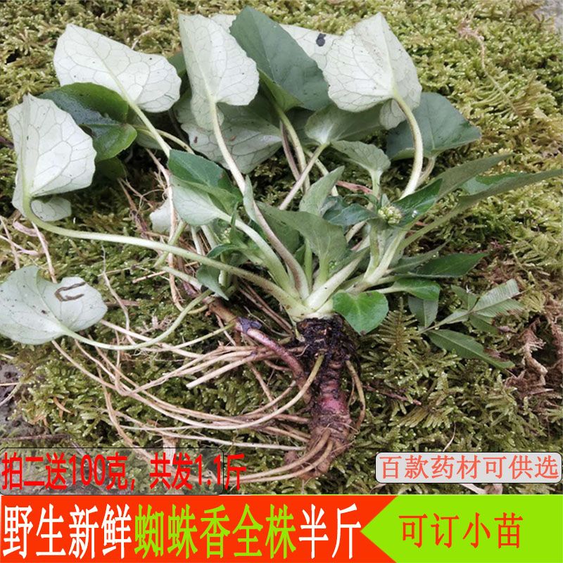 野生中药材蜘蛛香半斤新鲜现货马蹄香缬草养心莲猫儿屎老虎七中药