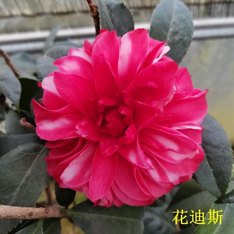 顺丰花迪斯茶花盆栽树苗福建正品品种带花苞室内四季绿植阳台庭院