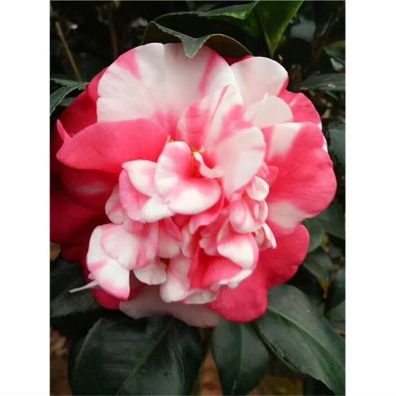 顺丰花露珍茶花苗红露珍花绣球花蝴蝶盆栽树苗福建龙岩室内外盆栽 虎窝拼