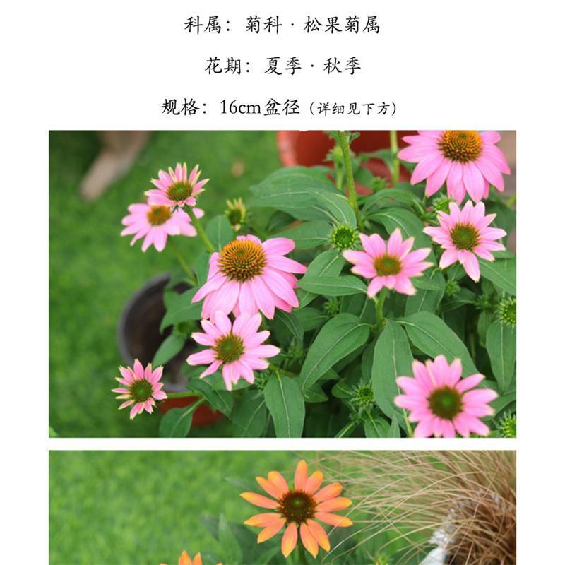 松果菊盆栽花苗盛情混色室外庭院阳台耐热花卉植物花园多年生宿根
