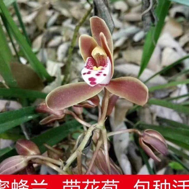 蜜蜂花苞兰带开花多岩兰台兰引蜂诱蜂引兰花苗盆栽花卉绿植物