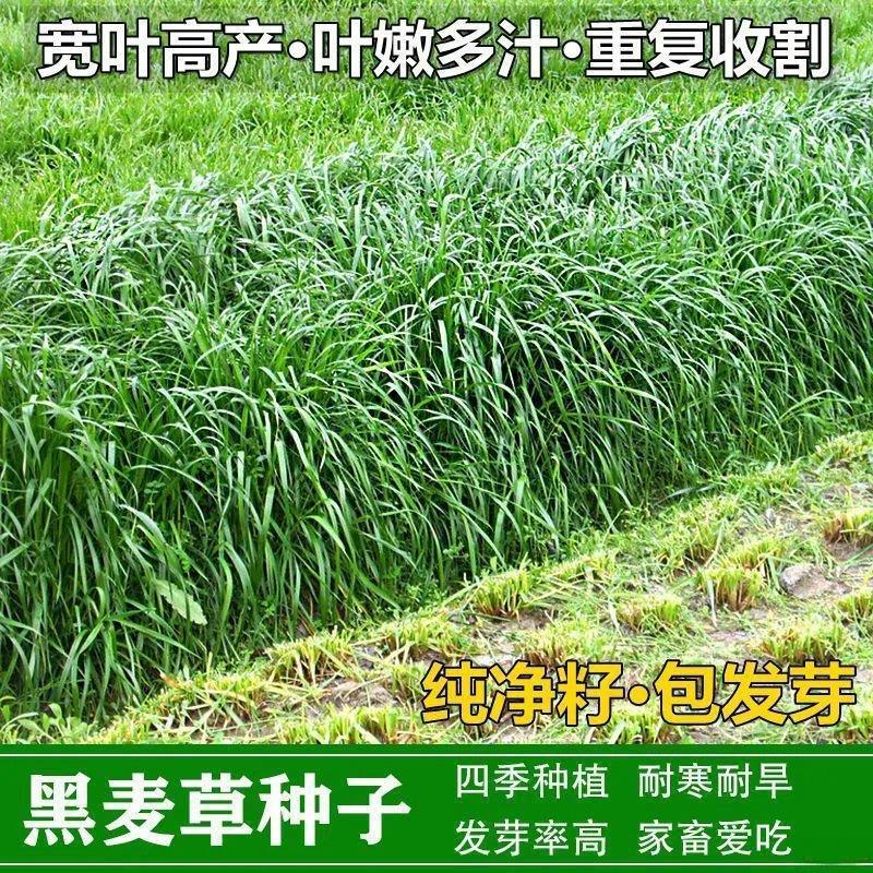 多年生黑麦草种子宽叶耐寒牧草种子四季高产鸡鸭鹅猪牛羊鱼草种籽