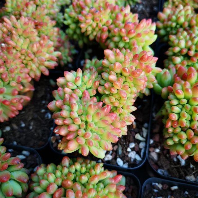 春萌缀化 变异扇面多肉植物小盆栽 超大老桩萌肉肉群生一物一拍