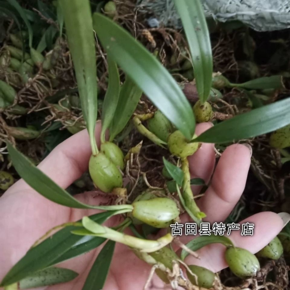 100%纯野生新鲜小石橄榄 果上叶 石上莲 石仙桃 石豆兰 岩珠 全草