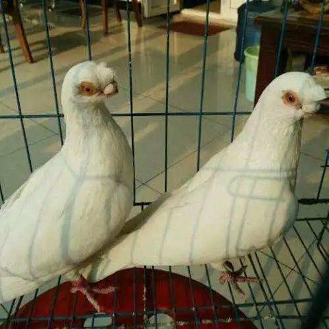 活体鸽子观赏鸽鸽子活一对观赏鸽观赏鸽子观赏鸽大全金眼白高飞【4月