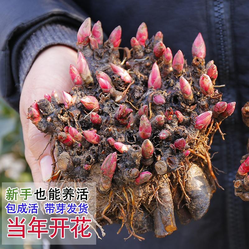 重瓣芍药花苗根块带芽大花种根花根庭院四季鲜花盆栽植物绿植花卉