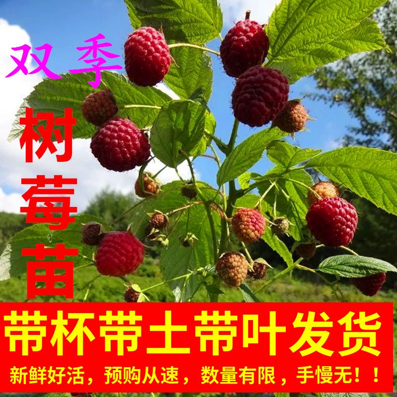 买一送一双季树莓苗覆盆子树苗红树莓南北方种植地栽盆栽当年结果 虎窝拼